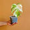 Thumbnail: Monstera albo Variegated Plant With Leaf