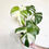 Thumbnail: Monstera Albo High Variegated Plant with POT
