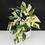 Thumbnail: Our Last Plant Collections