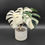 Thumbnail: Monstera Albo High Variegated Plant with POT