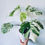 Thumbnail: Half Moon Monstera Plant with POT