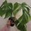 Thumbnail: Half Moon Monstera Plant with POT