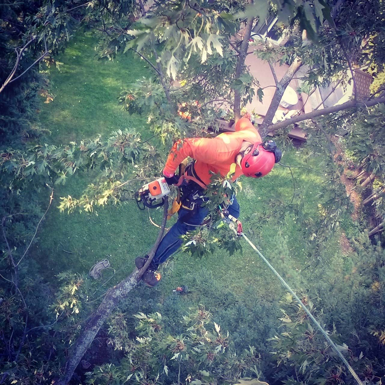 STS Tree Services | Gallery