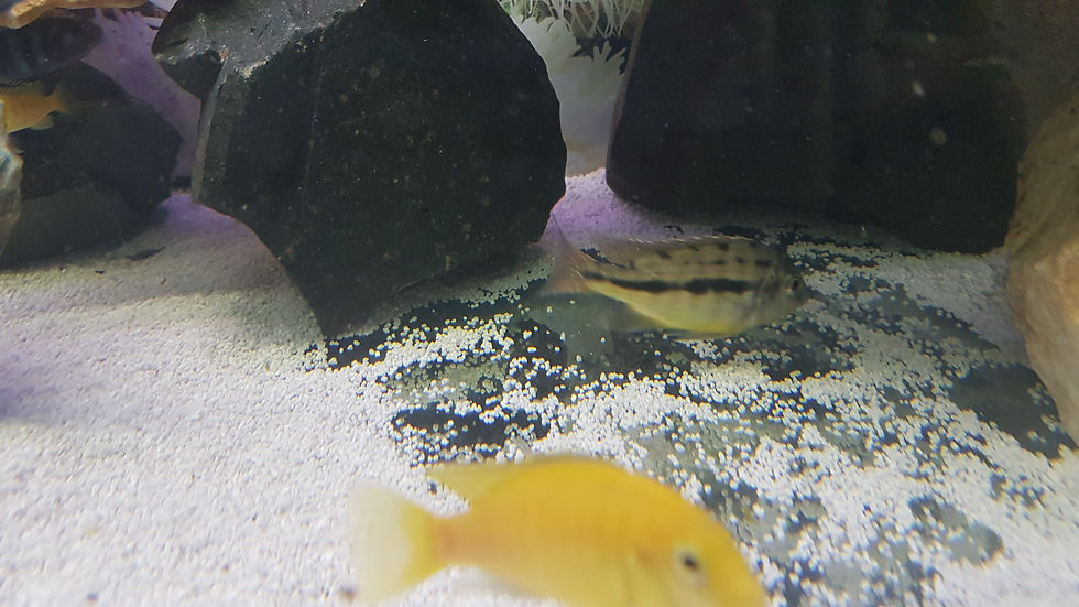 Thumbnail: Prothomelas taeniolatus