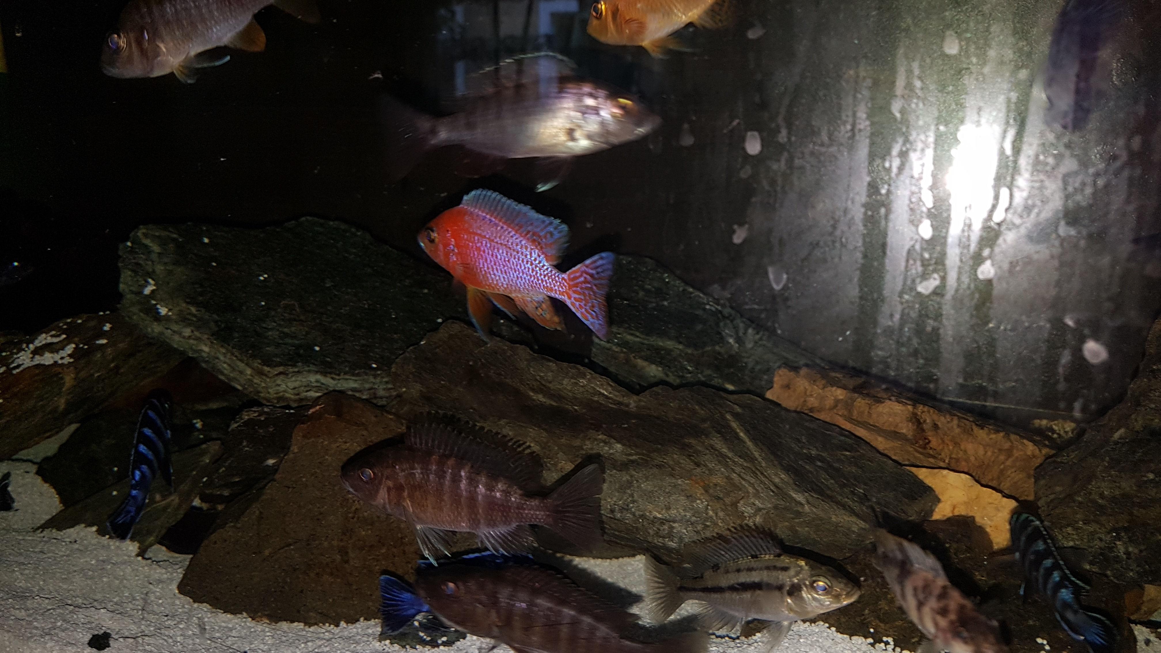 Aulonocara Firefish Ice blue