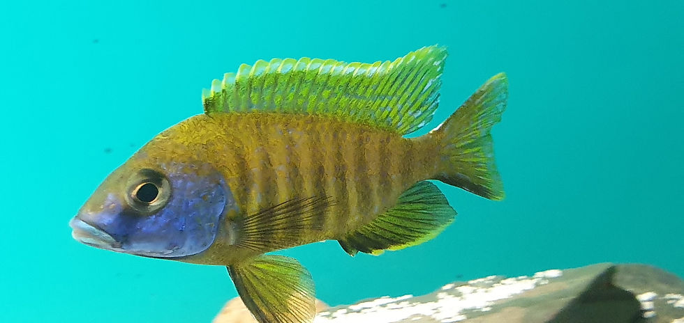 Thumbnail: Aulonocara baenschi benga