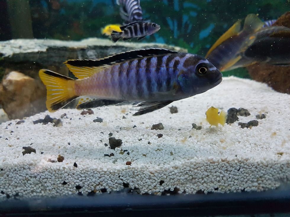 Thumbnail: Pseudotropheus Elongatus mpanga