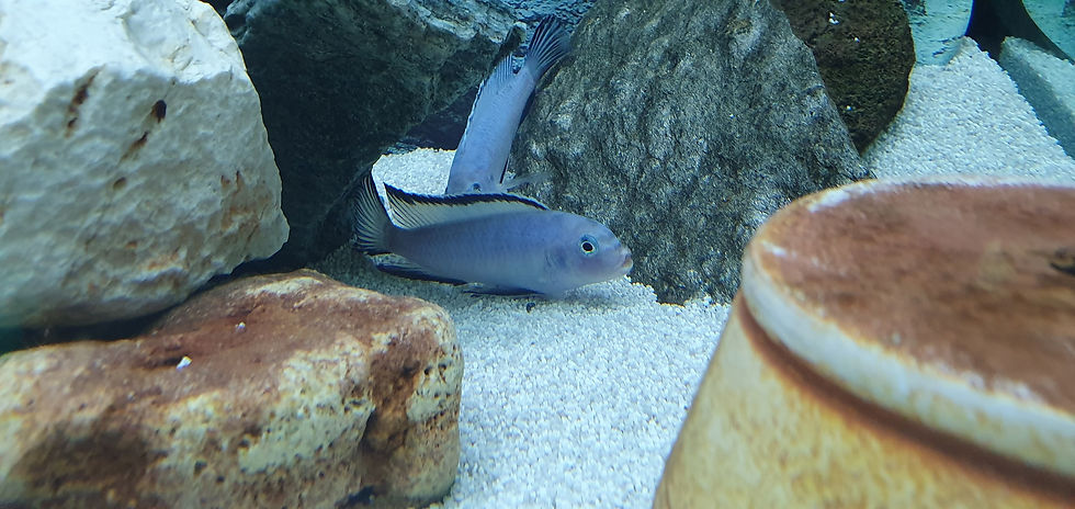 Thumbnail: Pseudotropheus socolofi