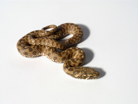 שמרו על חיות המחמד מפני נחשים