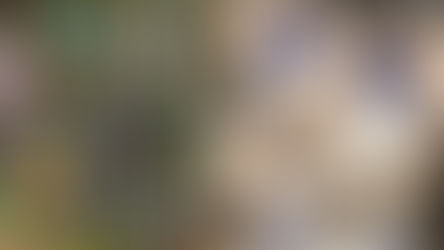 Lao and Thailand: Between Roots and Becoming.