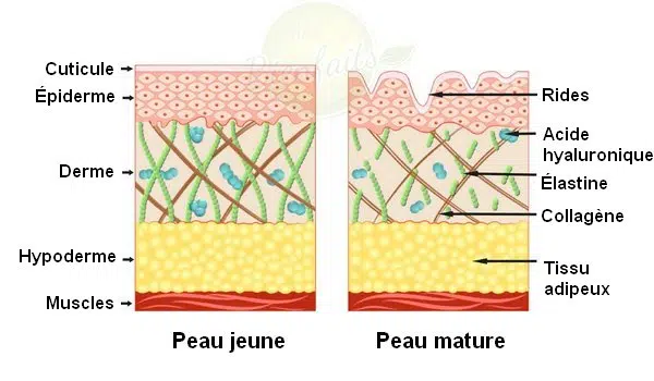 collagene-peau.webp