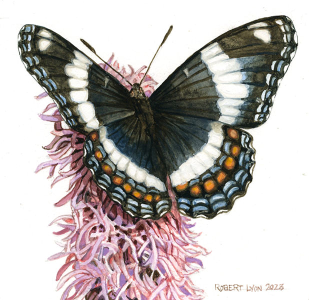White Admiral