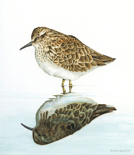 Reflections- Least Sandpiper