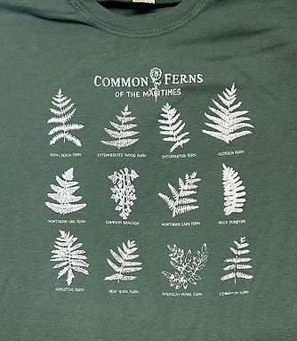Ferns.JPG