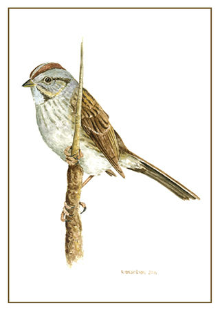 Swamp Sparrow