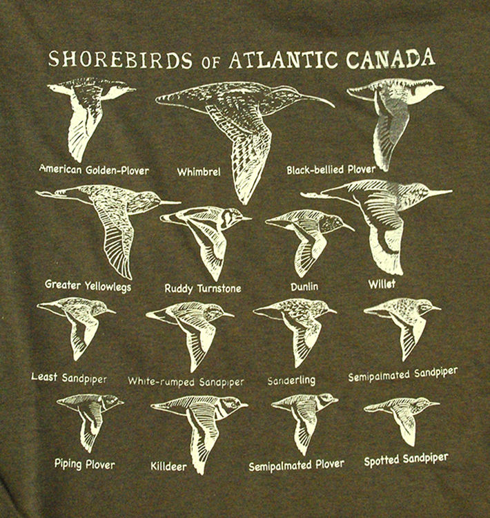 Shorebirds