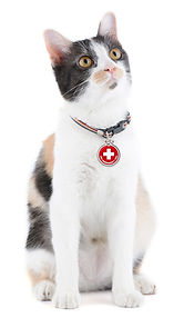 The Pet Emergency Tag works on any animal who may be in danger of being separated from their family