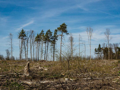 Que será daquel esquío?