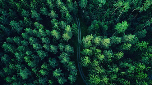 forest-aerial-view-nature-scenery-hd-wallpaper-uhdpaper.com-816_0_g.jpg