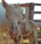 Close-up of the face of the foal showing small patches over the bridge of the nose and the muzzle