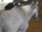 the face, neck and shoulders are a densely fleabitten horse with black fleabites and the front part of the mane dark gray