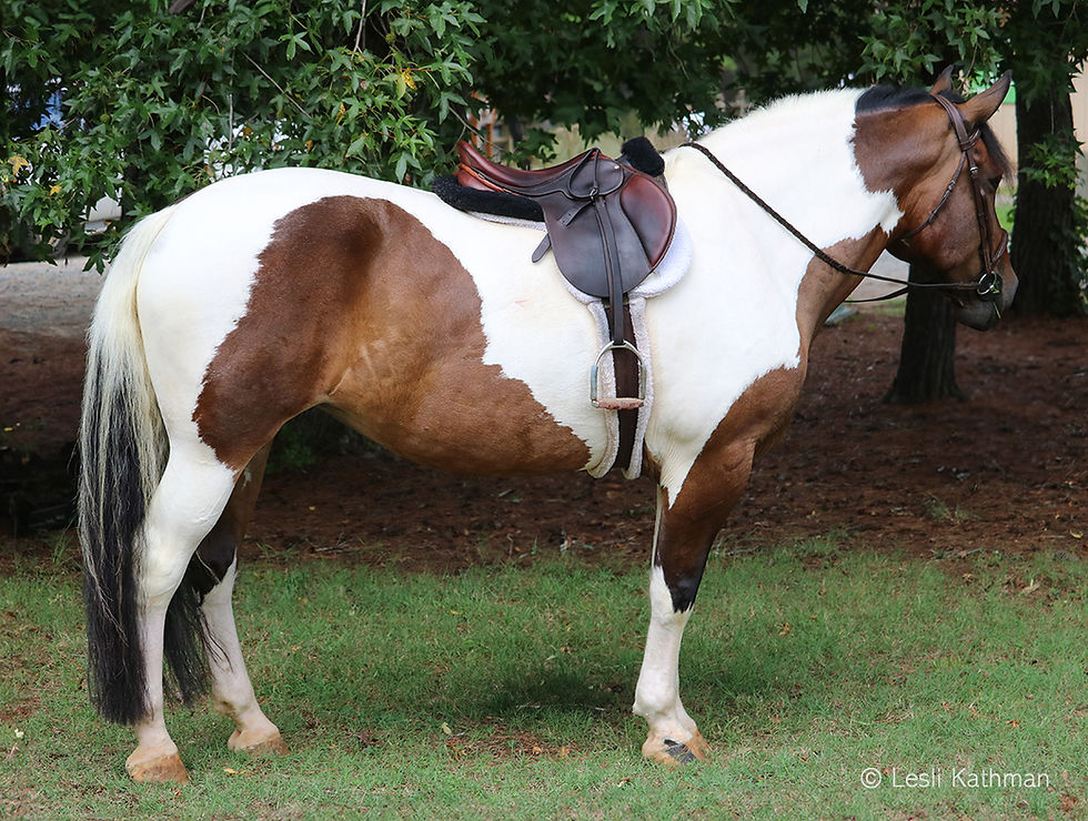 A bay tobiano draft cross mare with color on her head, chest, flanks and tail tip