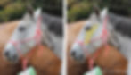 This shows a close up of the face of the mare in the previous picture. It is duplicated to the right and the area under the eye is highlighted in yellow.