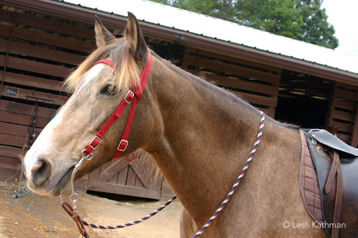 a close-up of the head of a silver and cream diluted Rocky Mountain Horse