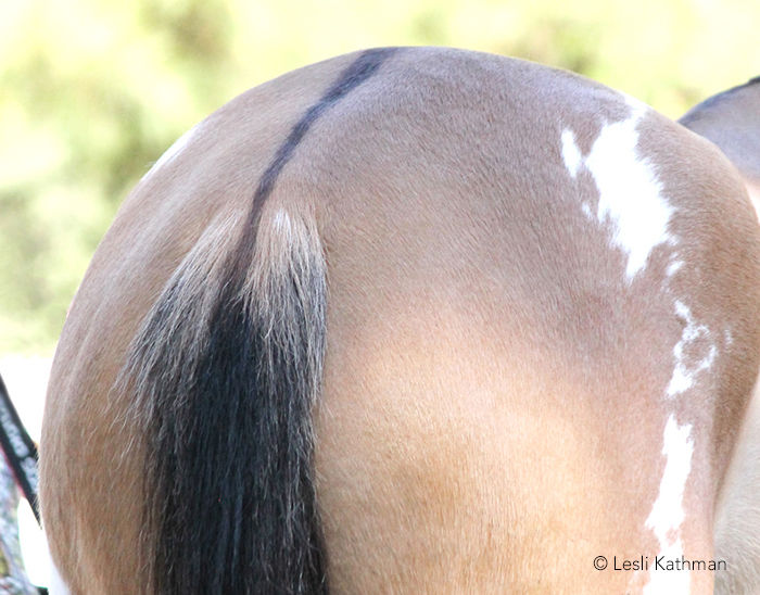 close-up of the tailhead of a yellow dun showing the frosting on either side of the dorsal
