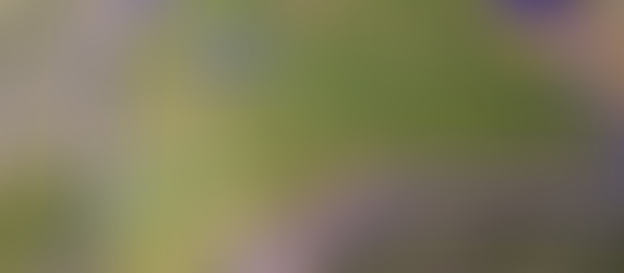 3 Hectare Hilltop Olive Farm in Fundão for € 65,000