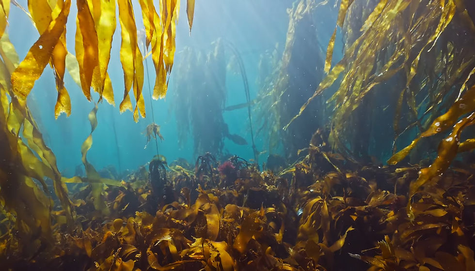 Delicate lighting amidst the kelp