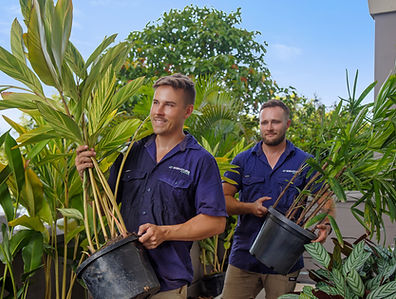 Landscape professionals carrying tropical plants in Brisbane | signature scapes
