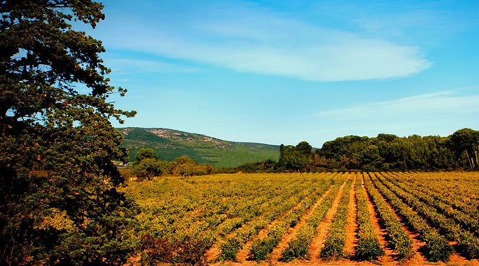 Domaine viticole près de montpellier frontignan vic la gardiole dégustation de vin