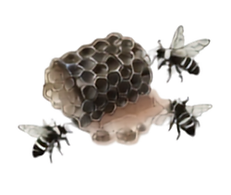 Manuka Honey Icon