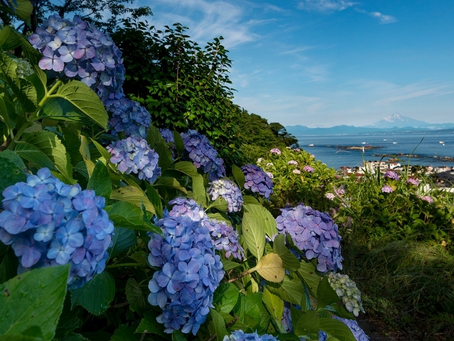 リウマチ性多発筋痛症の診断と治療