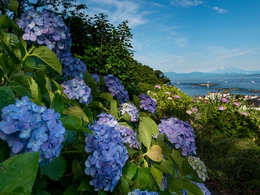 リウマチ性多発筋痛症の診断と治療