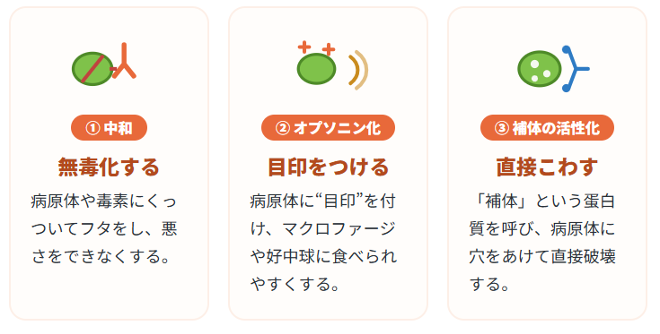 4細胞性免疫 ― キラーT細胞