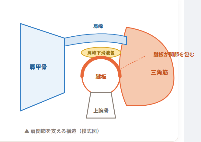 腱板とは、関節を包みこむ4つの筋肉の腱のことです。この4つが「たが」のように関節を締め、脱臼を防いでいます。