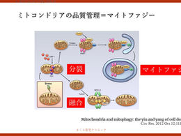 パーキンソン病を科学する3ー①~パーキンソン病とミトコンドリアの深い関係