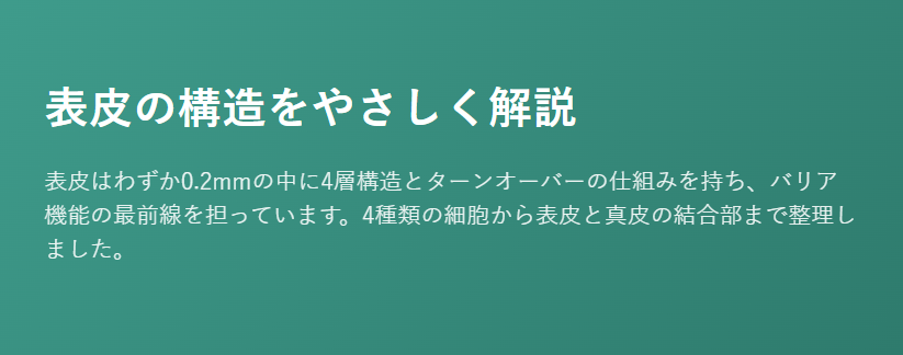 在宅医療における褥瘡管理を科学する6~表皮の構造をやさしく解説