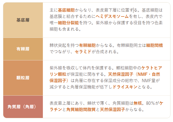 ※足底・手掌のみ顆粒層と角質層の間に「透明層」が見られる
