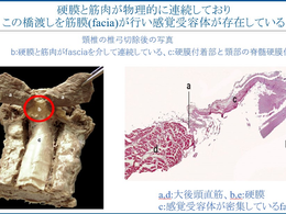 ハイドロリリース(筋膜リリース)を科学する19~筋膜の驚くべき役割 〜無視されてきた「情報ネットワーク」〜