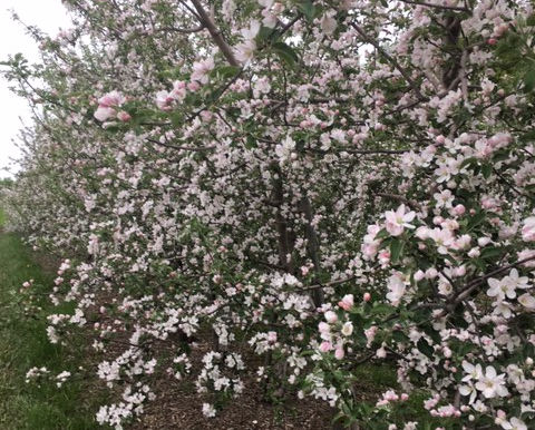 Full Bloom On The Orchard!