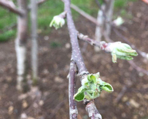 Buds are at burst & in a tight cluster. Exciting times ahead! Stay tuned...