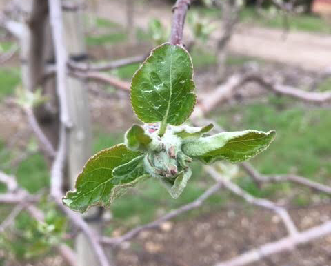 ETA to bloom May 21-24. Stay tuned!