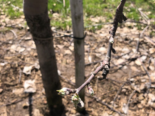 Our blossoms are beginning to bud!