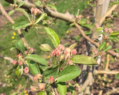 Buds At Popcorn Stage