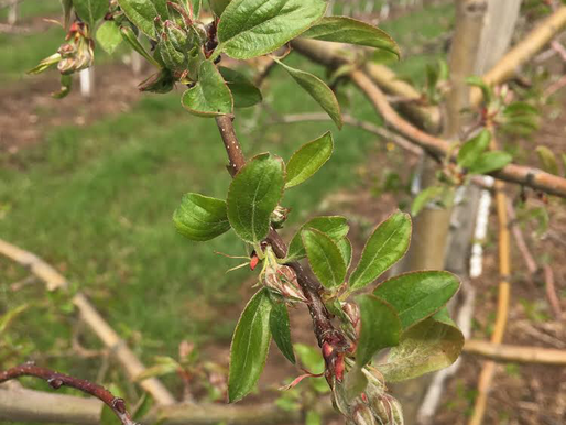 Spring has finally arrived on the orchard.