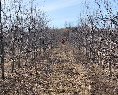Blossom Watch 2019 Begins!