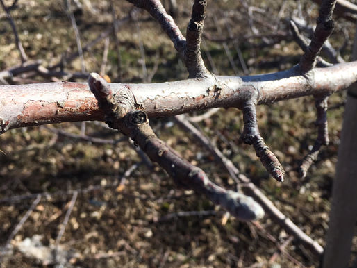 This Week On The Orchard